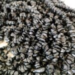 Natural Stones Anklet Strings Amethyst, Black Tourmaline, Rhodonite, Citrine Quartz, Tiger Eye, Sunstone, Iolite, Howlite - Image 2